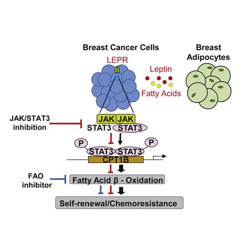 csc central office|Fatty acid oxidation is critical for the tumorigenic potential and .